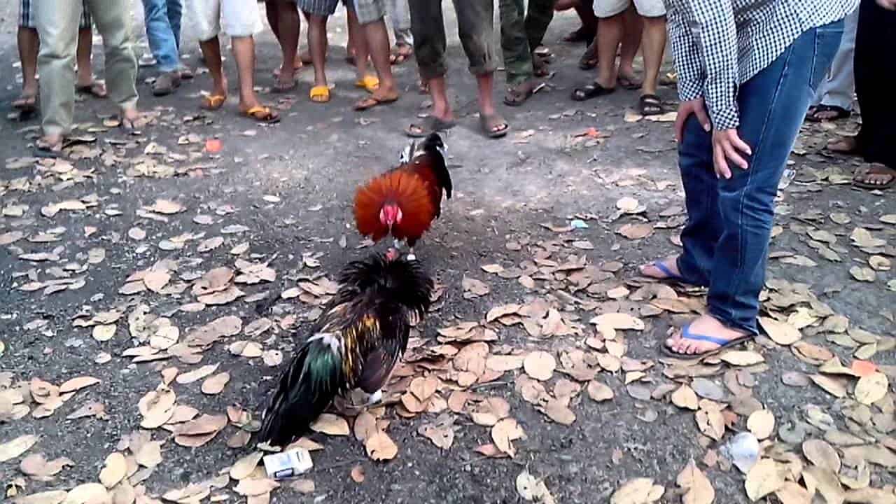 Kinh nghiem vang tu nguoi choi ca cuoc da ga truyen lai chac thang